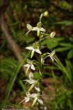 Platanthera bifolia