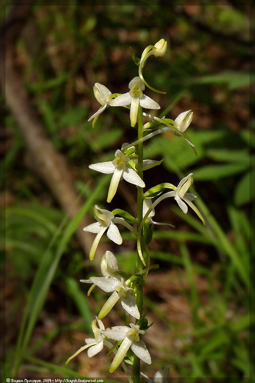 Изображение особи Platanthera bifolia.