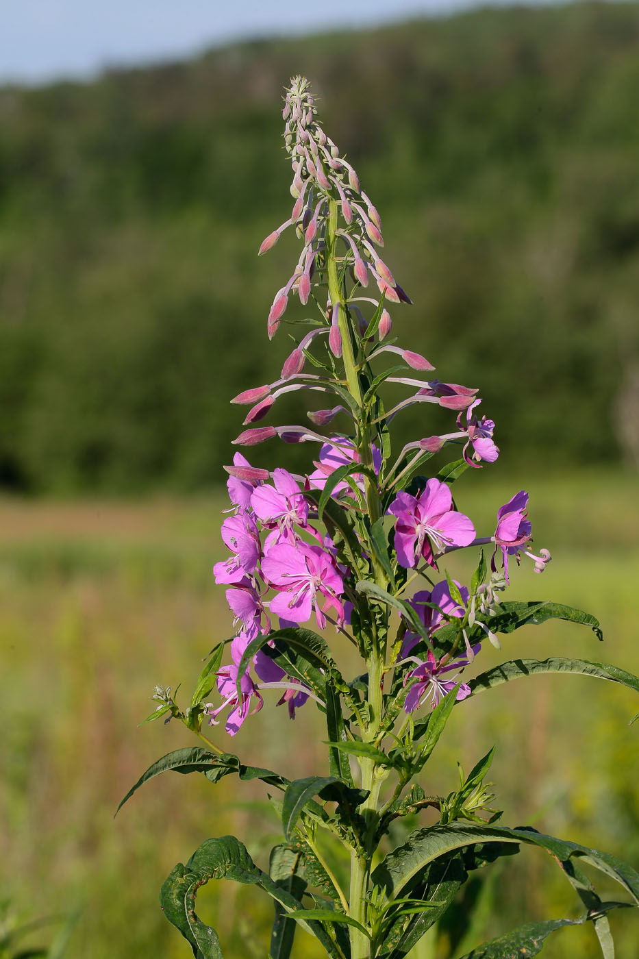 Image of Chamaenerion angustifolium specimen.