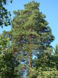 Image of taxon representative. Author is Елена Письмаркина