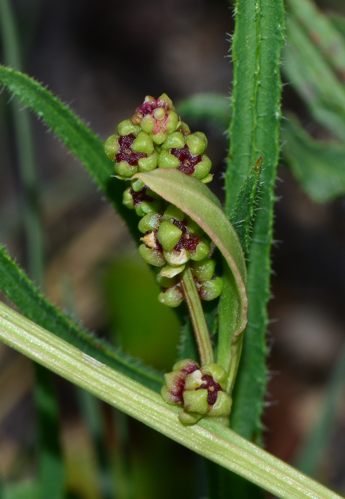 Image of Beta maritima specimen.