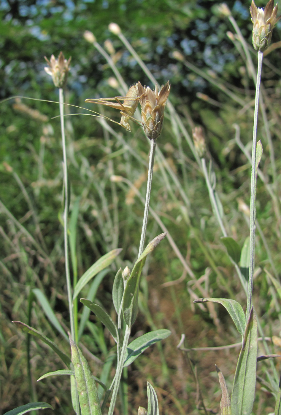 Изображение особи Xeranthemum cylindraceum.