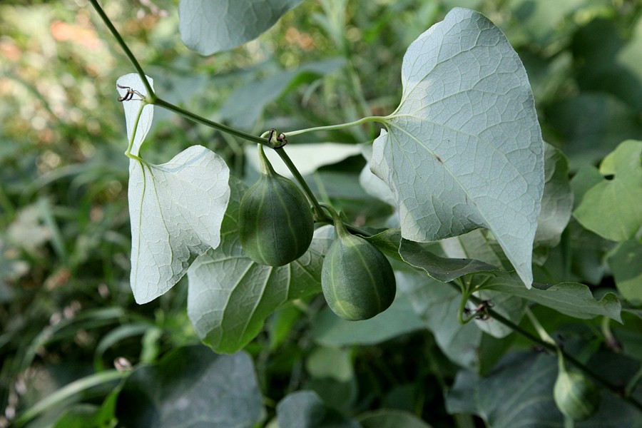 Image of Aristolochia clematitis specimen.