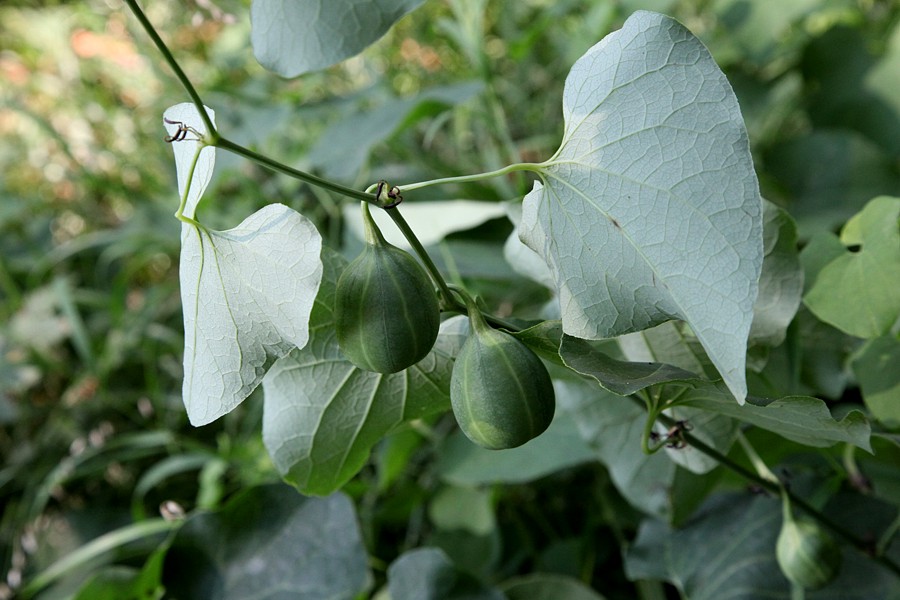 Изображение особи Aristolochia clematitis.