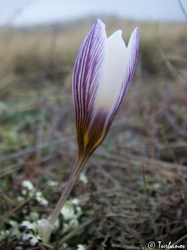 Изображение особи Crocus tauricus.