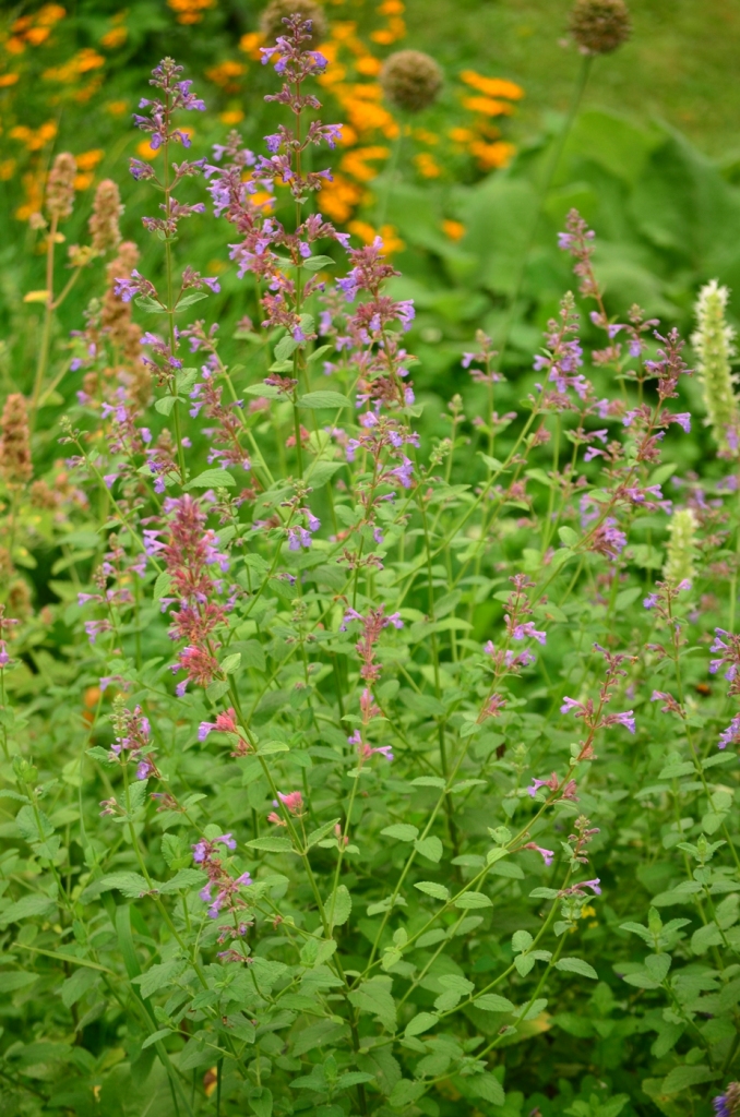 Image of Nepeta grandiflora specimen.