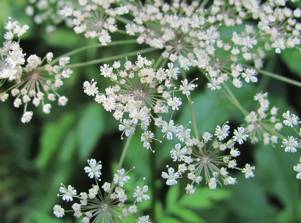 Изображение особи Rhizomatophora aegopodioides.