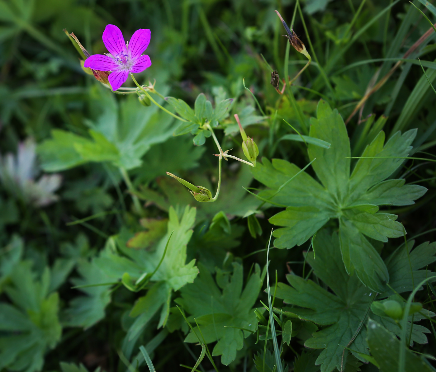 Изображение особи Geranium palustre.