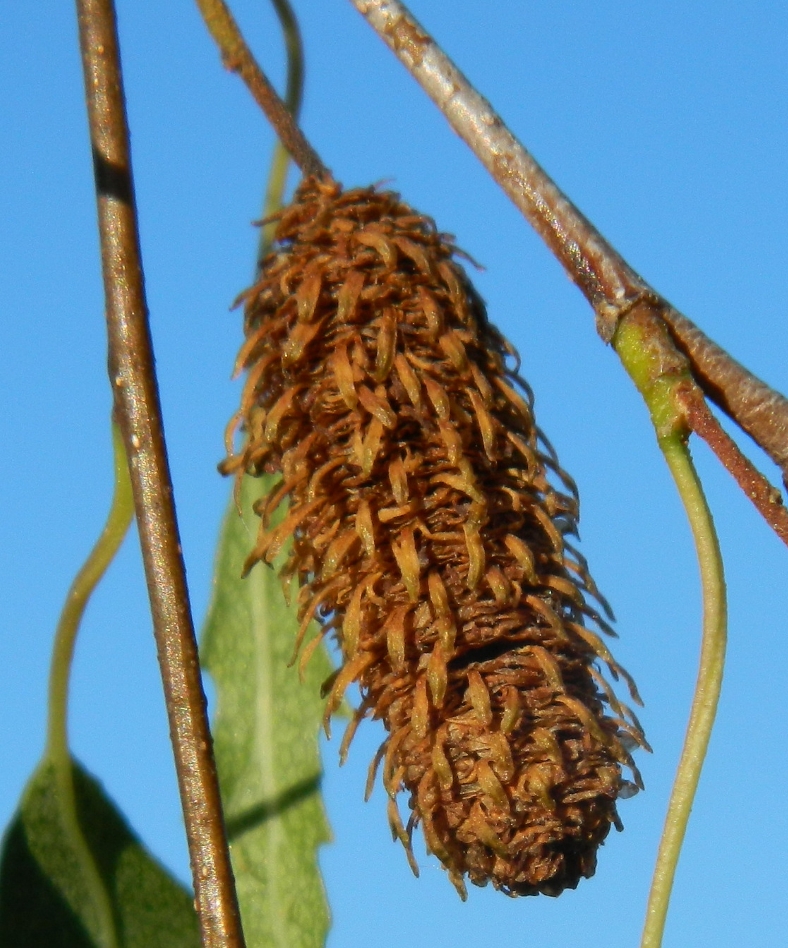 Image of Betula pendula f. dalecarlica specimen.