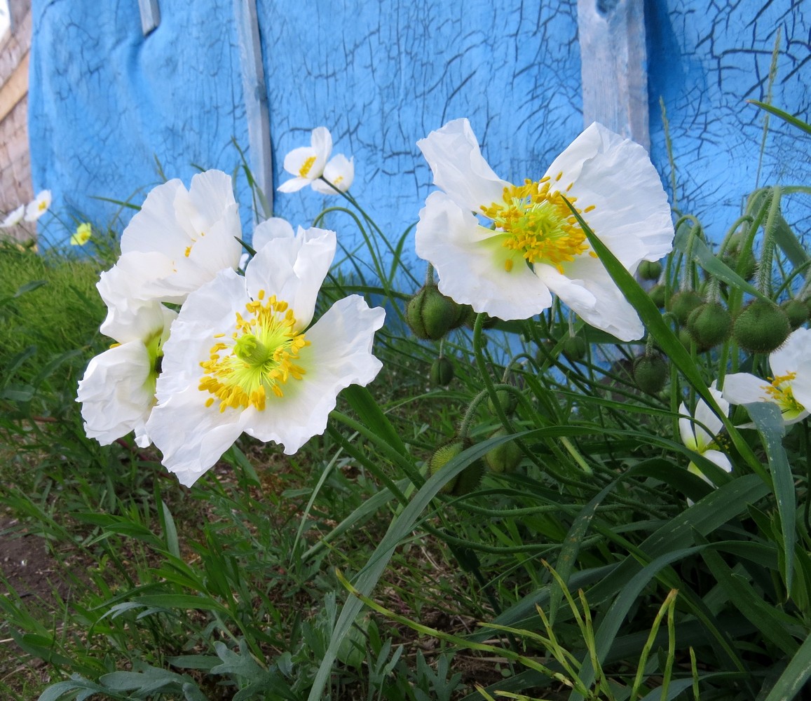Image of Papaver pulvinatum ssp. lenaense specimen.