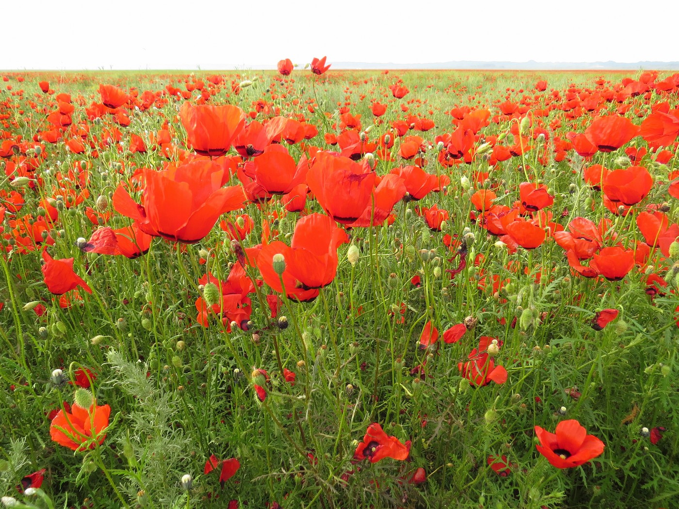 Изображение особи Papaver pavoninum.