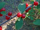 Cerasus tomentosa. Часть ветви с созревшими плодами. Амурская обл., Бурейский р-н, с. Виноградовка, в культуре. 16.07.2016.