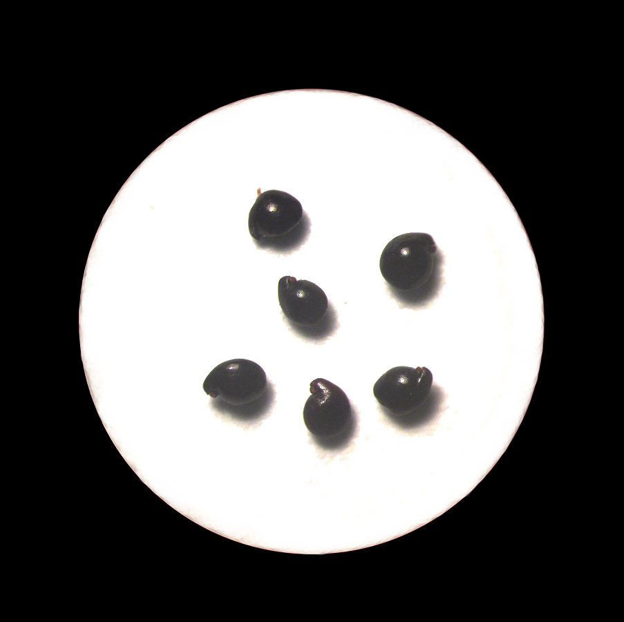 Image of Suaeda salsa specimen.