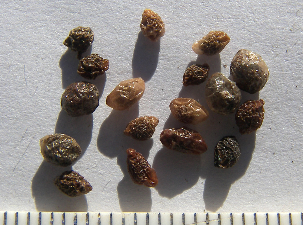 Image of Iridodictyum kolpakowskianum specimen.