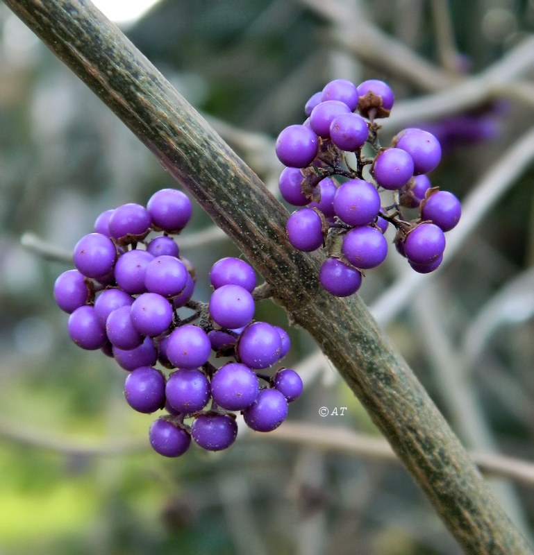 Image of genus Callicarpa specimen.