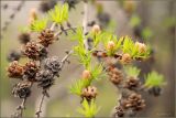 Larix cajanderi. Ветви с молодыми шишками и шишками прошлого и позапрошлого года. Магаданская обл., Колымское нагорье, окр. пос. Ягодное. 01.06.2009.