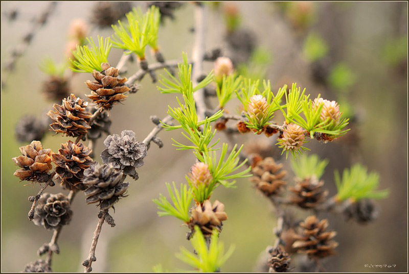 Изображение особи Larix cajanderi.