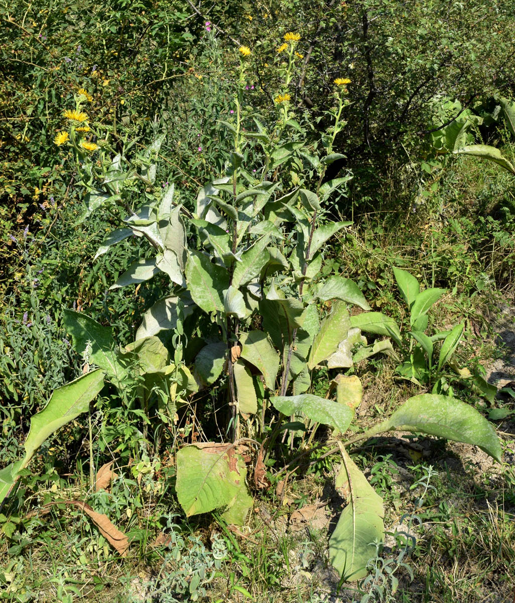 Изображение особи Inula racemosa.