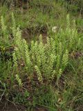 Alyssum alyssoides