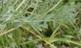 Astragalus varius. Лист. Украина, г. Запорожье, о-в Хортица, северо-восточная часть острова, разнотравная степь. 01.06.2016.