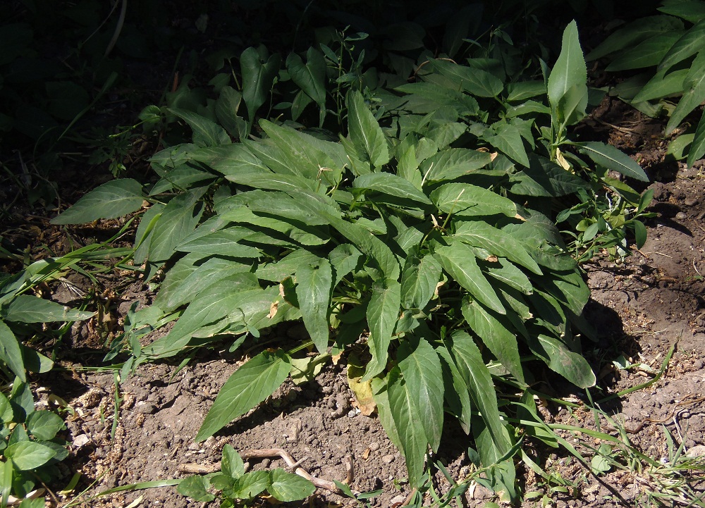 Image of genus Viola specimen.