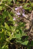 Thymus marschallianus. Верхушка цветущего побега. Украина, г. Запорожье, балка Партизанская, степной склон на глинистом участке. 25.05.2016.