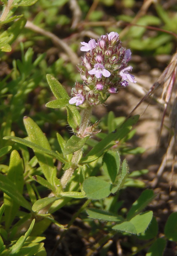 Изображение особи Thymus marschallianus.