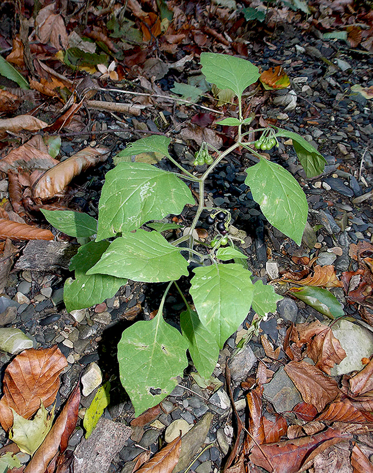 Image of Solanum nigrum ssp. schultesii specimen.