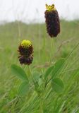 Trifolium spadiceum