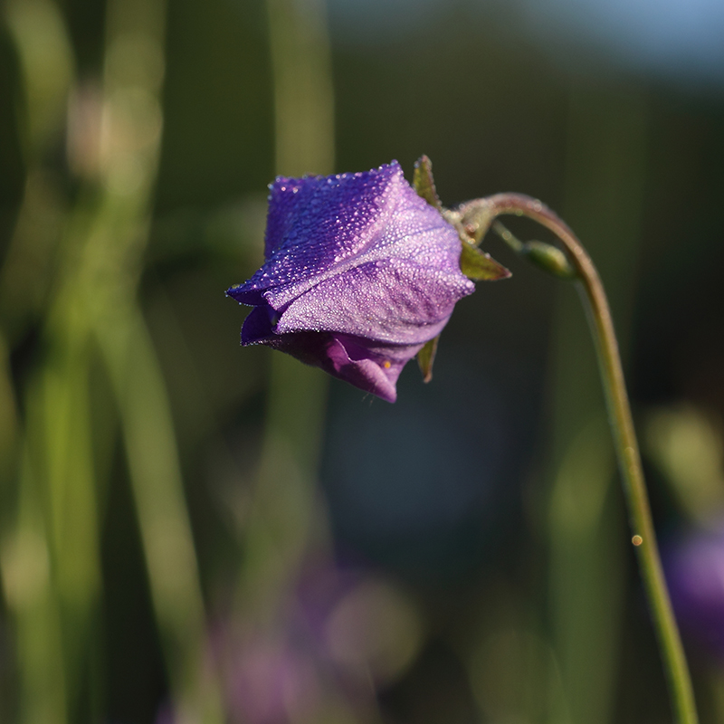 Image of Campanula altaica specimen.