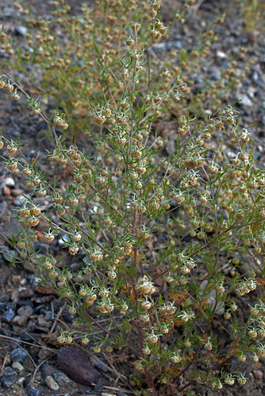 Image of Artemisia macrocephala specimen.