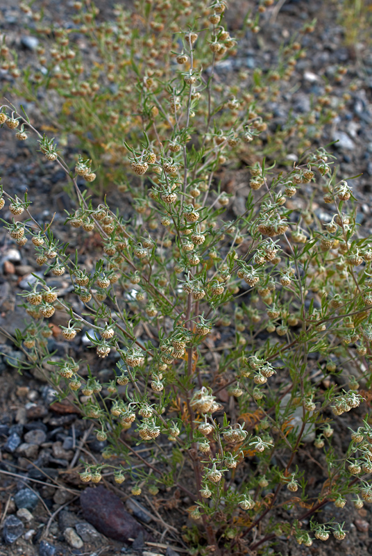 Image of Artemisia macrocephala specimen.