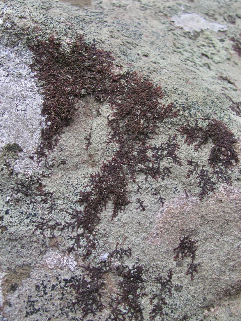 Image of genus Frullania specimen.