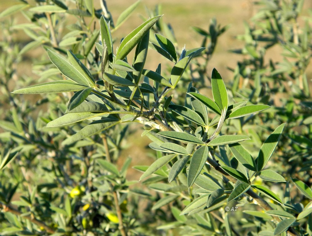 Image of Anagyris foetida specimen.