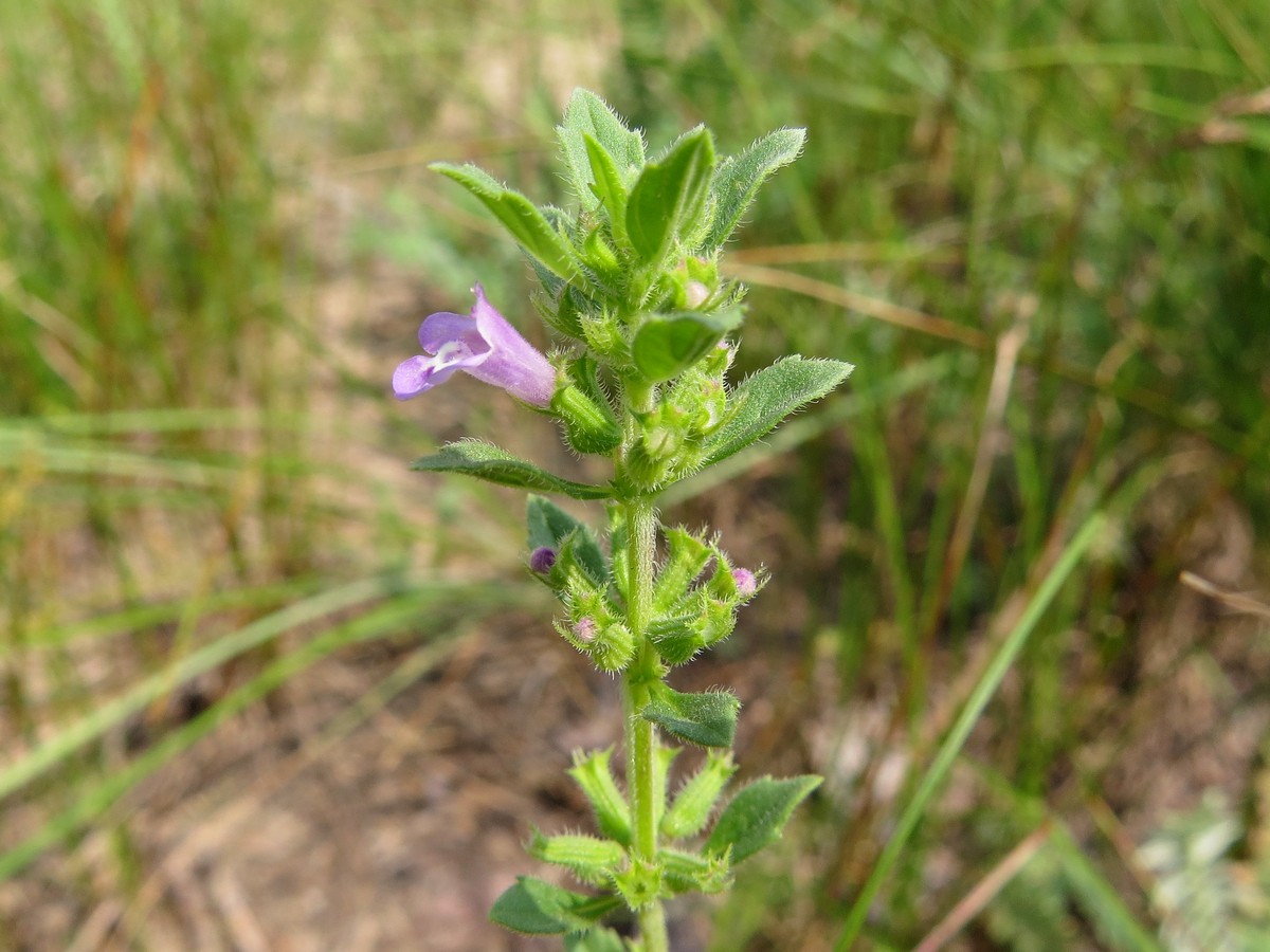 Изображение особи Ziziphora acinos.