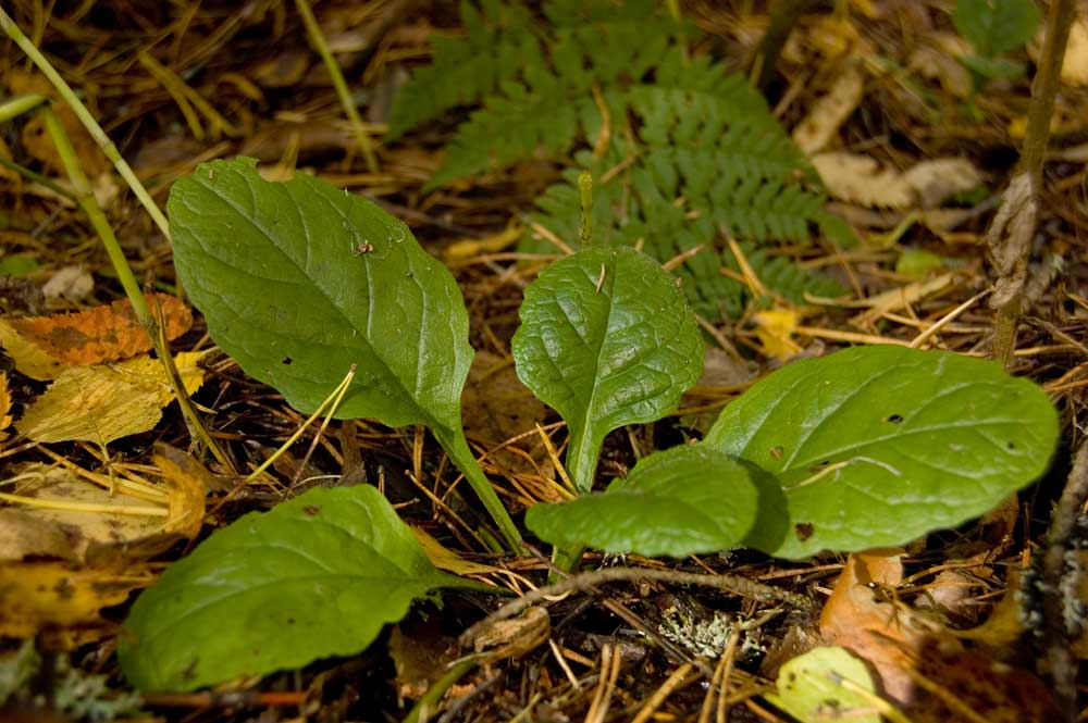 Изображение особи Ajuga reptans.