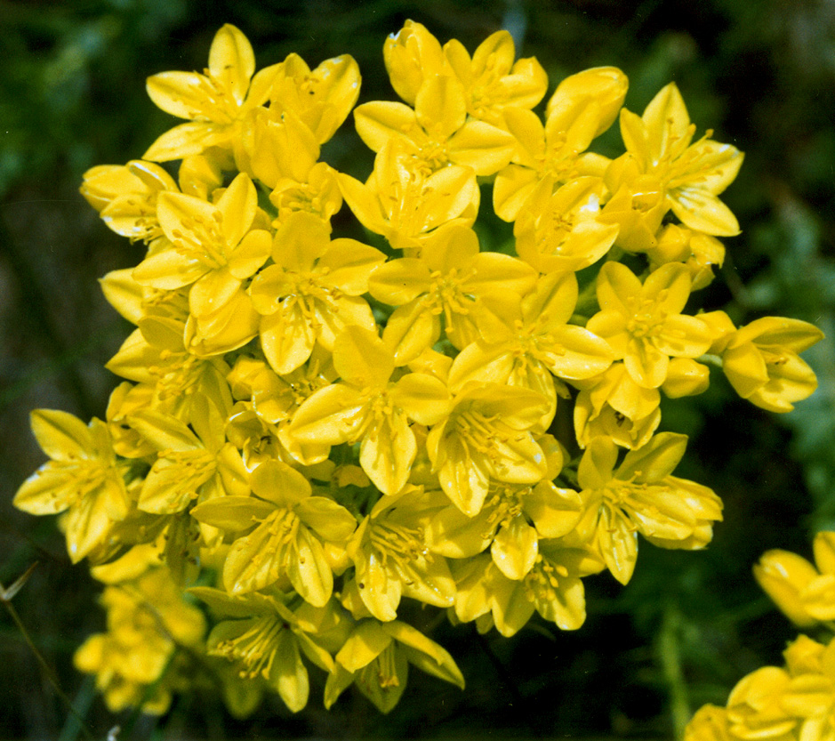 Image of Haplophyllum suaveolens specimen.