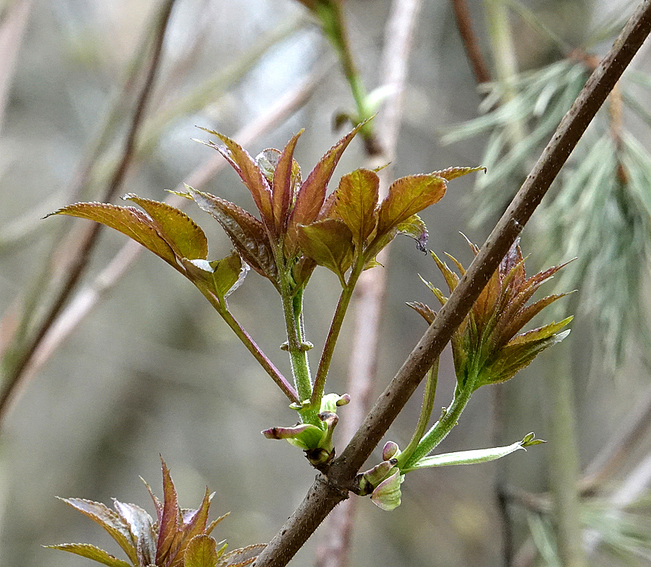 Image of Sambucus racemosa specimen.