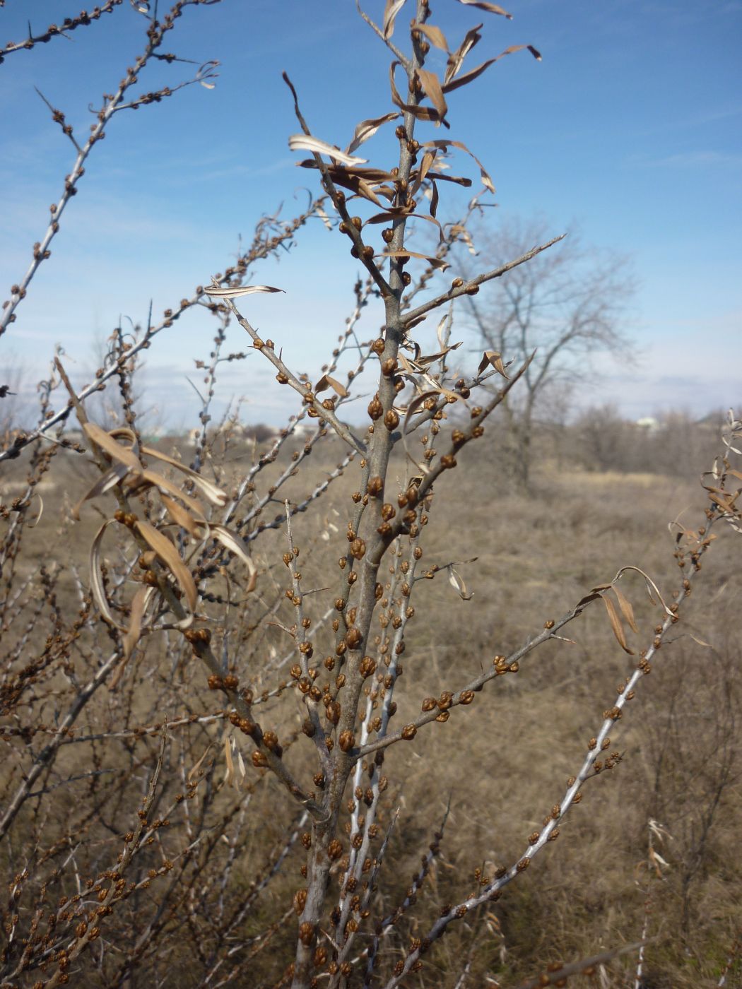 Изображение особи Hippophae rhamnoides.