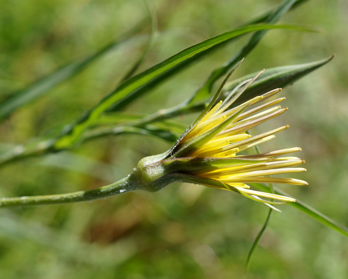 Изображение особи род Tragopogon.