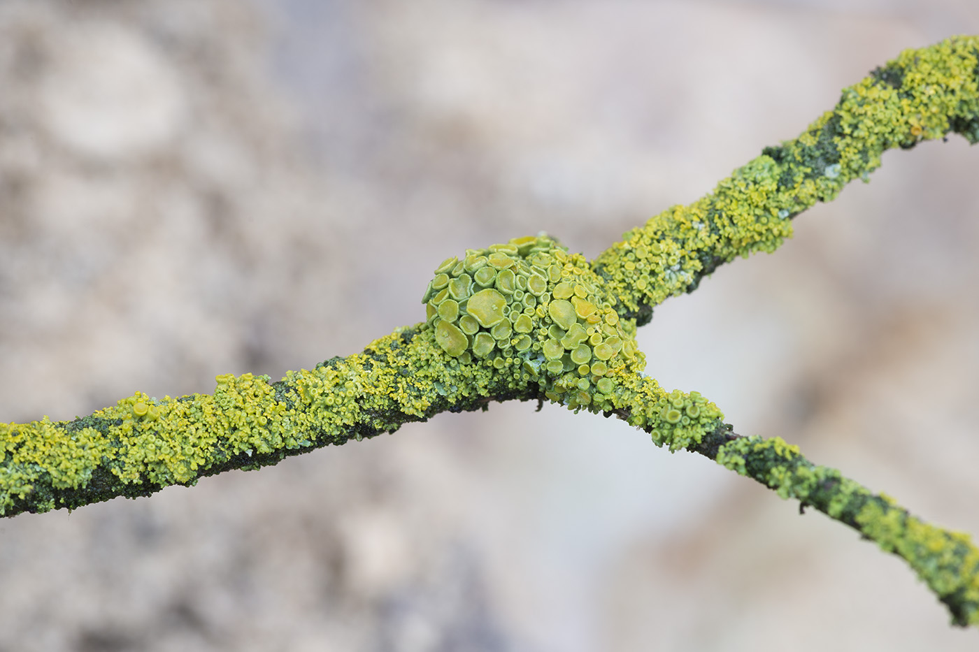 Изображение особи Xanthoria polycarpa.