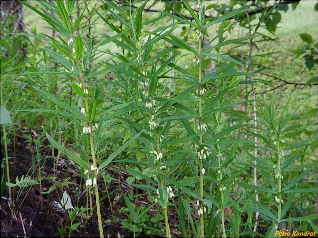 Изображение особи Polygonatum verticillatum.