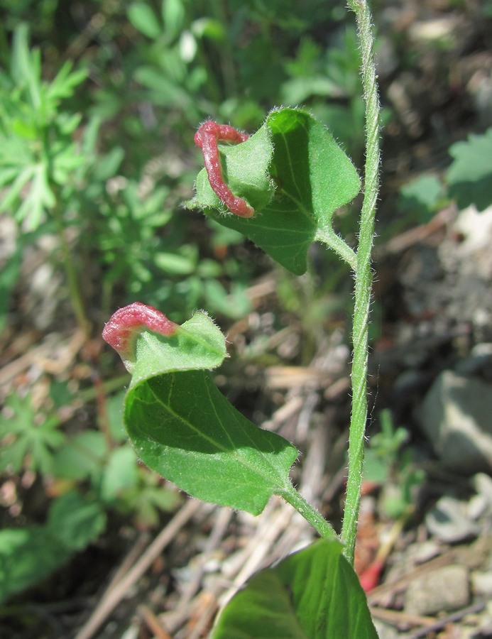 Изображение особи Convolvulus arvensis.