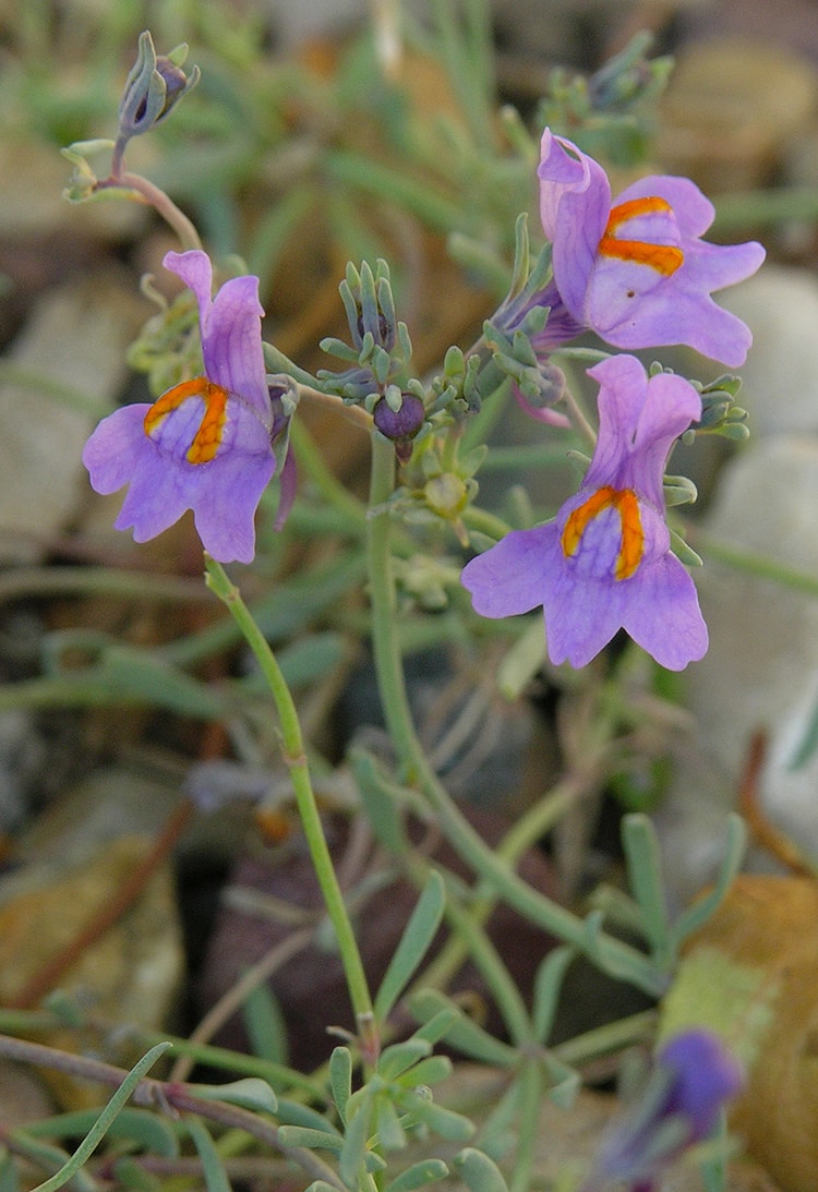 Image of Linaria alpina specimen.