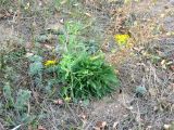 Grindelia squarrosa