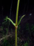 Cerastium holosteoides. Часть стебля с верхними листьями. Красноярский край, Новосёловский р-н, биостанция СФУ, берег Красноярского водохранилища в р-не залива р. Убей, среди камней. 17.06.2017.