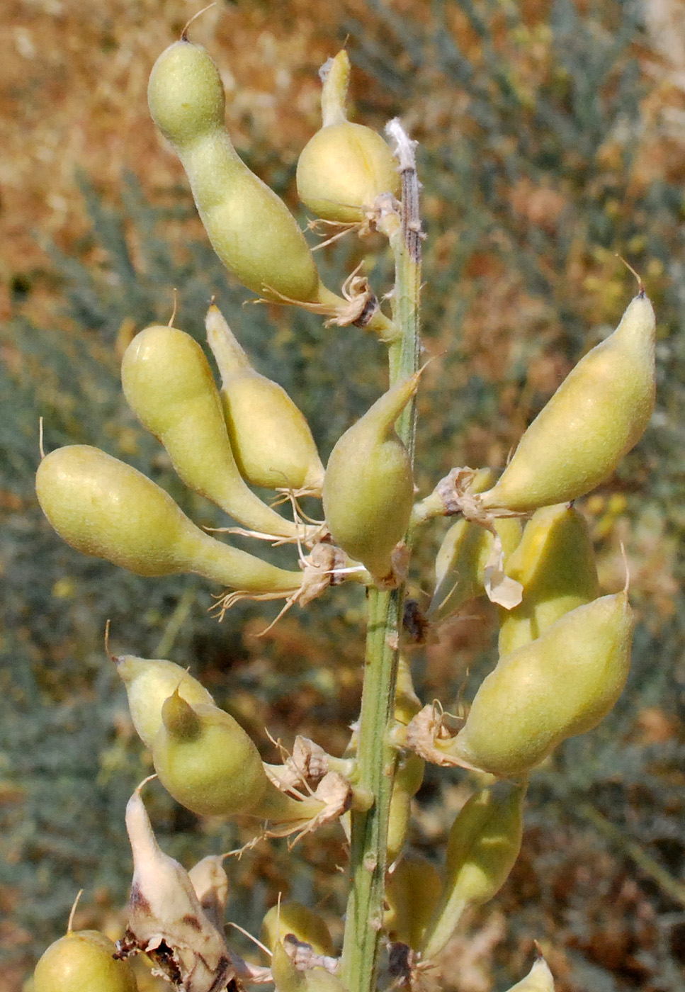 Image of Goebelia pachycarpa specimen.