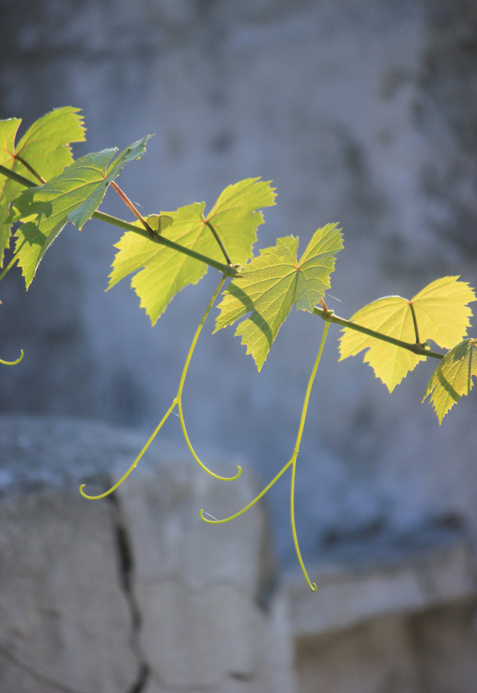 Изображение особи Vitis vinifera.