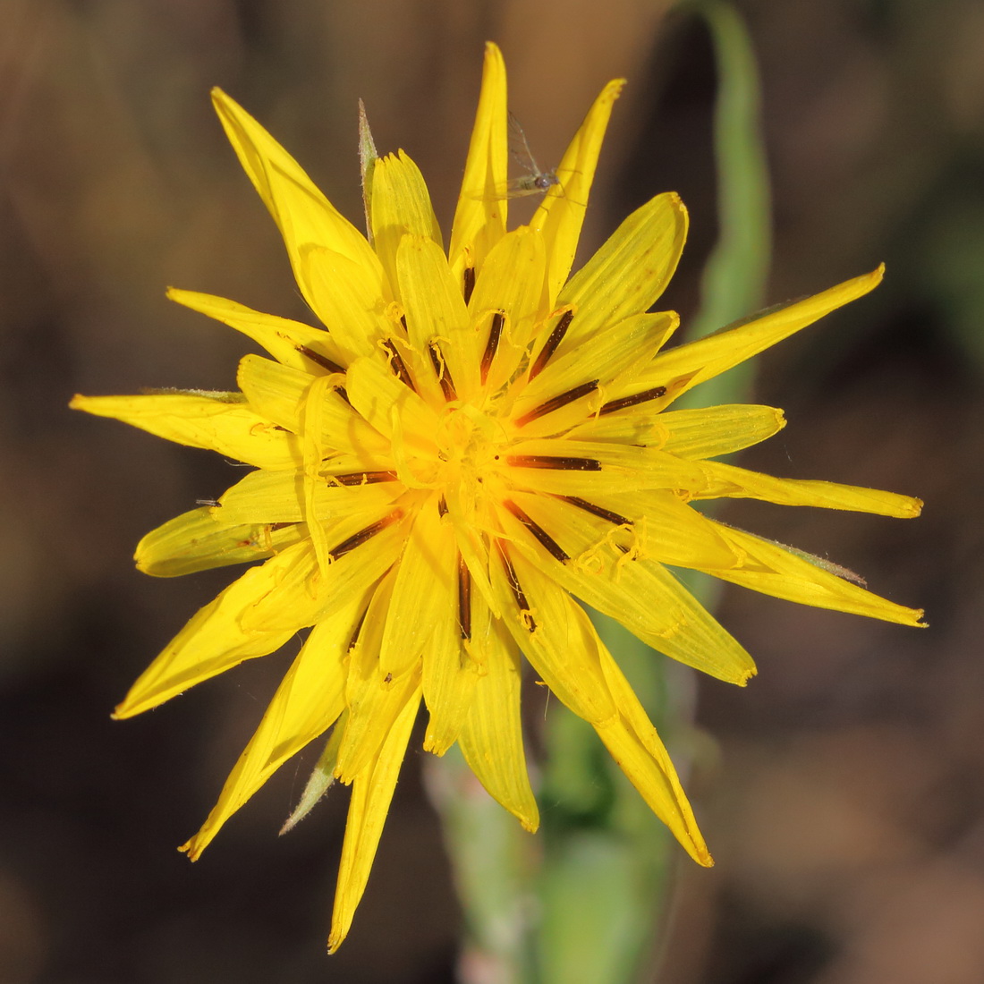 Изображение особи род Tragopogon.