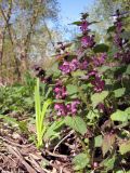 Lamium maculatum